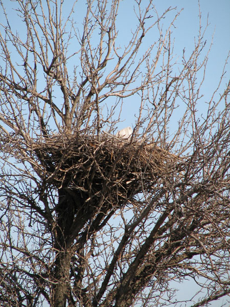 Волгоградская степь, огромное гнездо