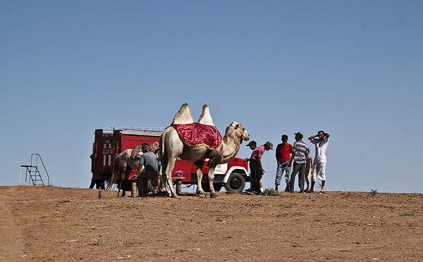 Верблюд у Сарай-Бату