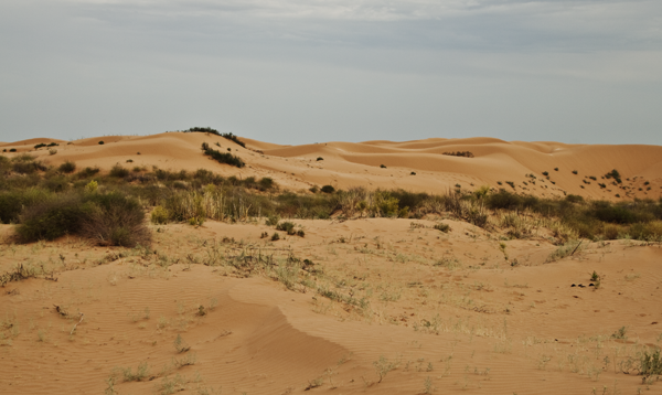 Пески в астраханской пустыне
