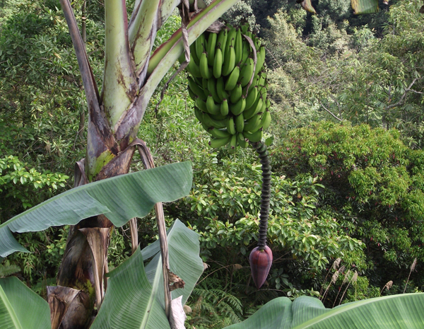бананы растут