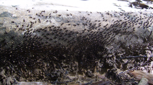 гигантские муравьи