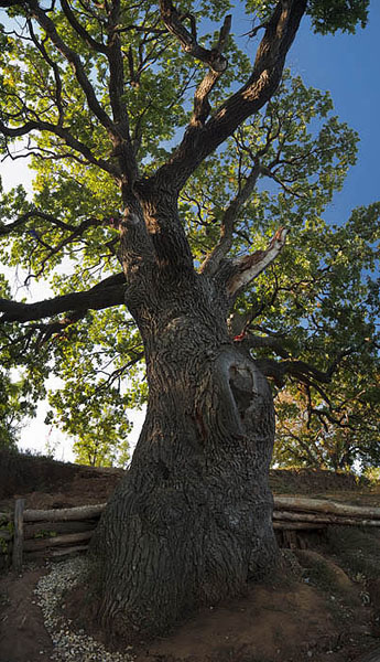 400-летний дуб, Дубовка