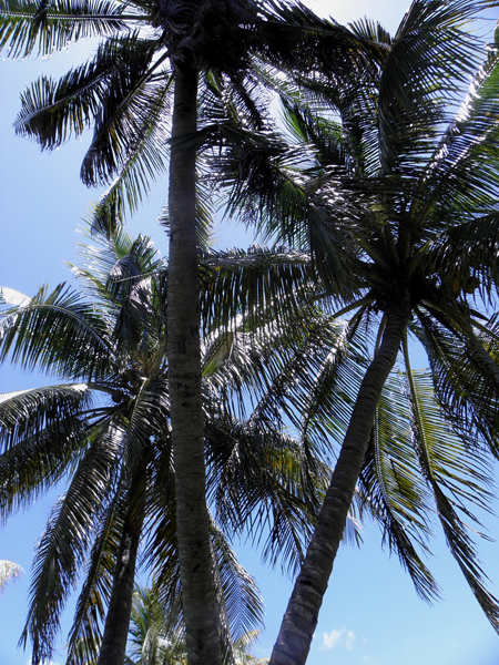 Сидела под пальмами…