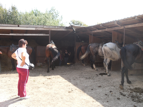ранчо с лошадьми