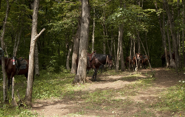 лошади в лесу