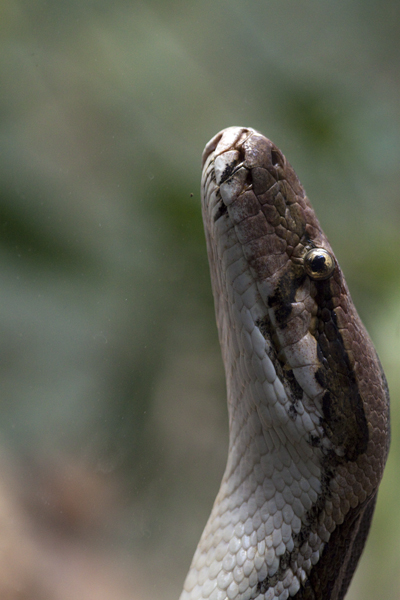 змея барселонский зоопарк