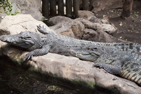 крокодилы лежат