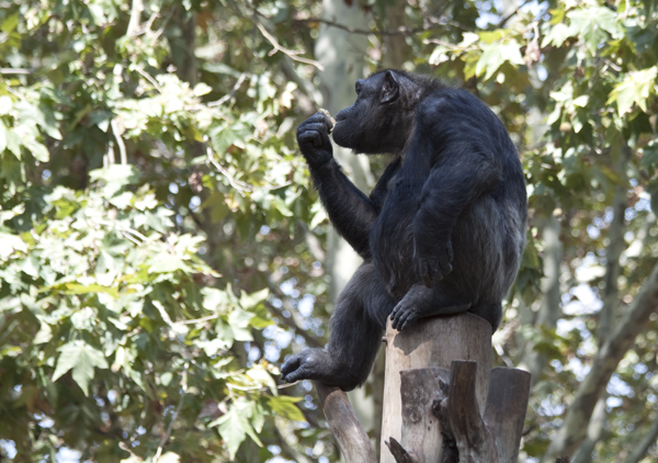 шимпанзе на столбике