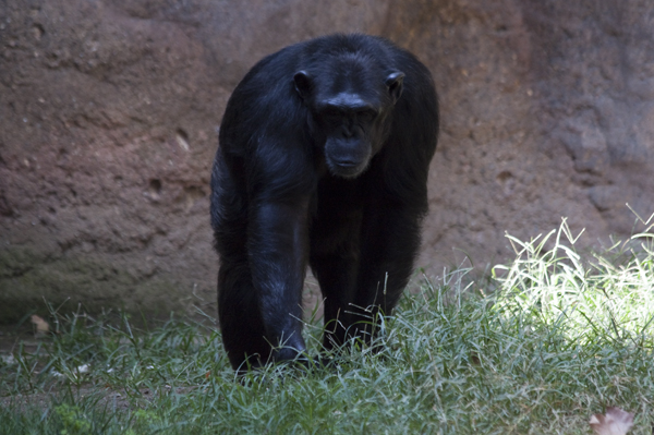 шимпанзе в барселонском зоопарке