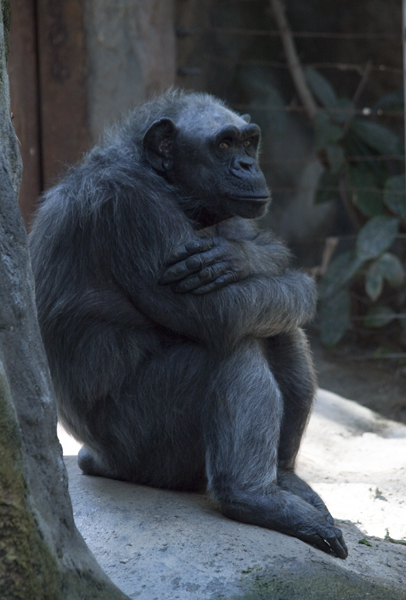 шимпанзе сидит