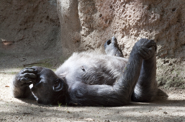 шимпанзе лежит