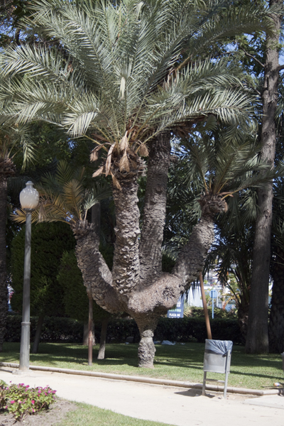 необычная пальма