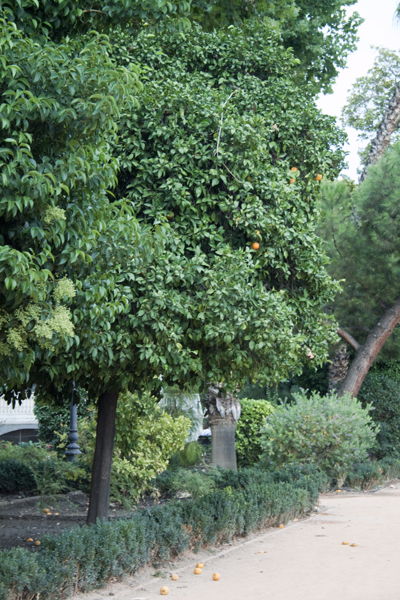 мандариновое дерево