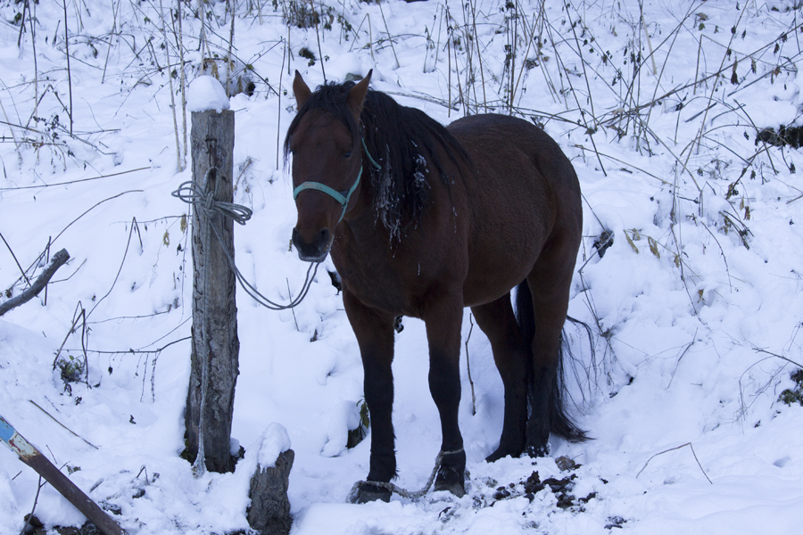 лошадь в снегах