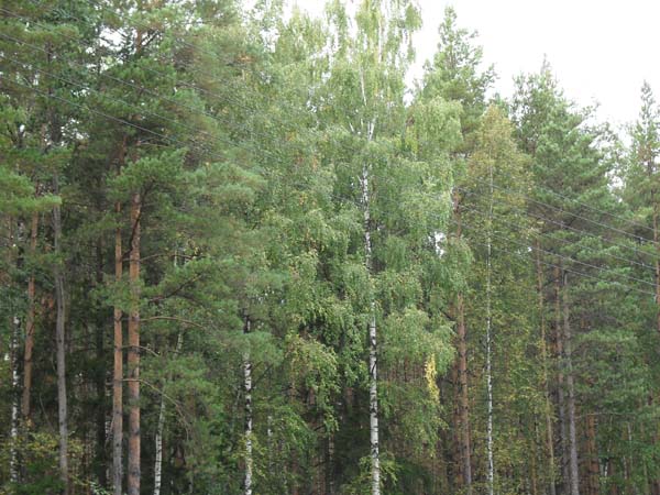 Владимирские леса