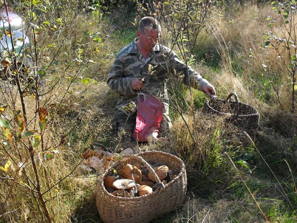 сбор грибов, Тверская область