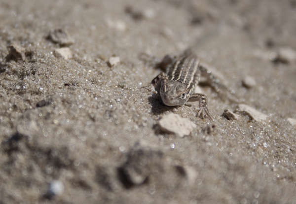 Ящерица на песке