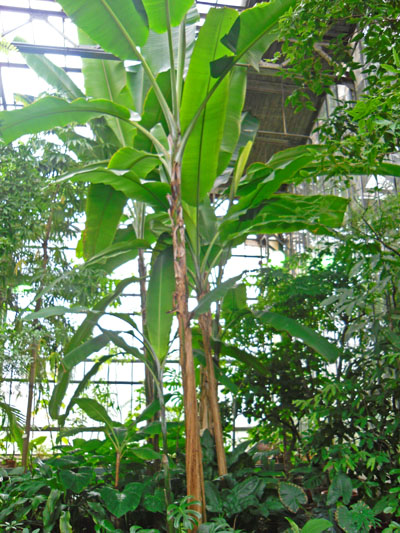 Ботанический сад, оранжереи, банан