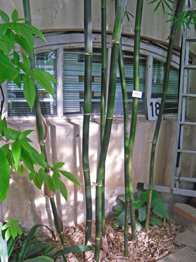 Ботанический сад, оранжереи, бамбук