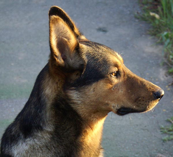Калмыцкий пес