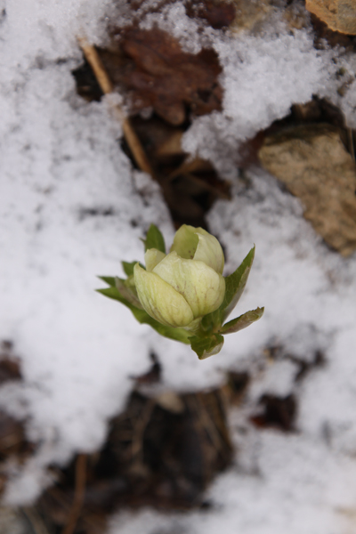цветок в снегу
