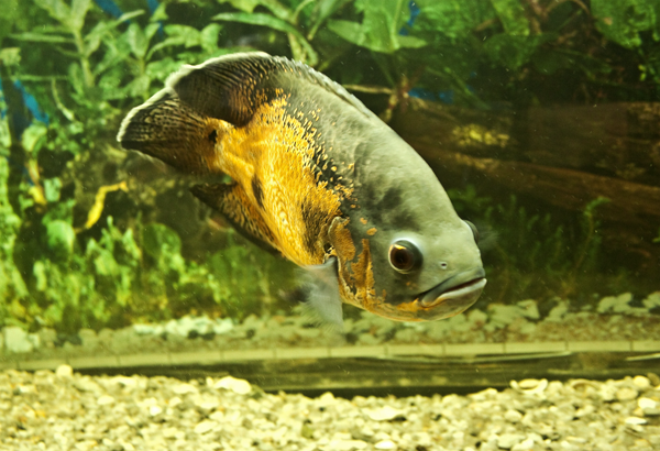 Живые рыбы в доме-музее осетровых