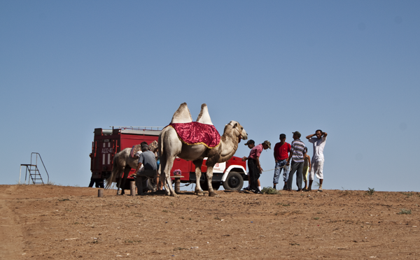 катание на верблюдах в Сарай-Бату