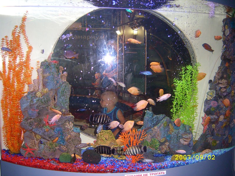 аквариум с рыбами