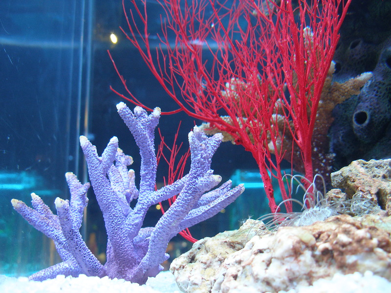 кораллы океанариум