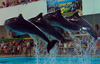 Утришский дельфинарий