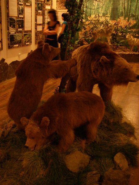 медведи, музей кавказского заповедника