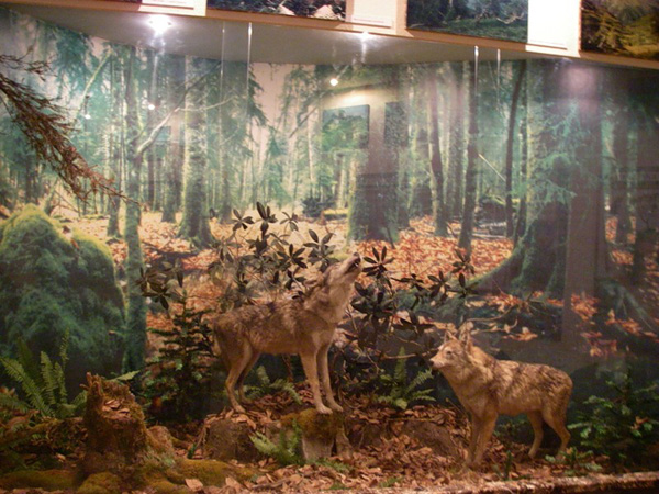 волки, музей гузерипль