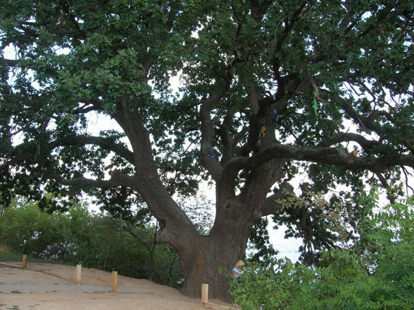 400-летний дуб, Санаторий Дубовка