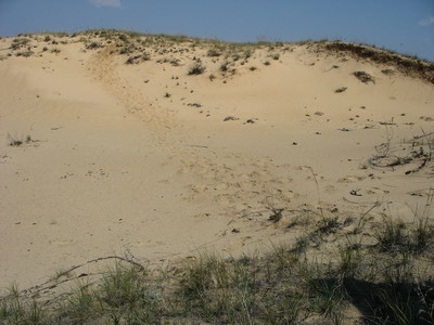 Арчединско-Донские пески