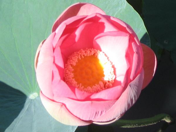 Цветок лотоса