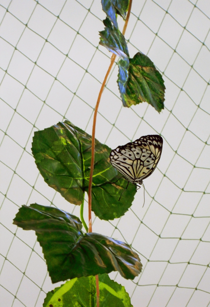Выставка бабочек в Волжском