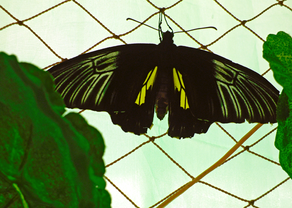 Выставка живых тропических бабочек