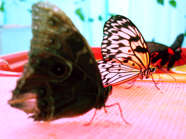 Выставка бабочек в Волжском